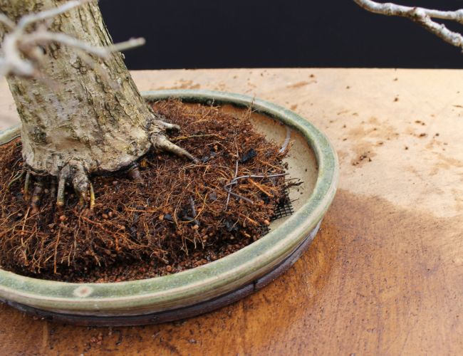 anchoring wires for bonsai